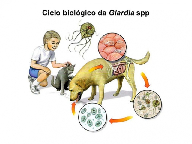 Giardia sintomas canina